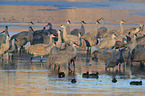 sandhill cranes