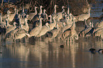 sandhill cranes