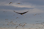 sandhill cranes