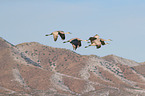 sandhill cranes