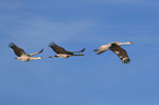 sandhill cranes