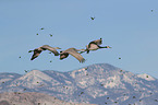 sandhill cranes