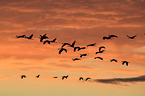 sandhill cranes