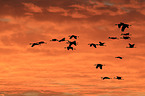 sandhill cranes