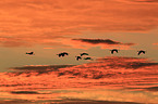 sandhill cranes