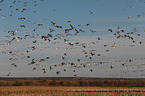 sandhill cranes