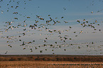 sandhill cranes