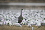 standing Sandhill Crane