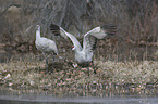 Sandhill Cranes