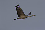 flying Sandhill Crane