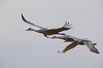 flying Sandhill Cranes