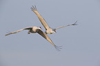 flying Sandhill Cranes