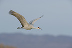 flying Sandhill Crane