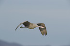 flying Sandhill Crane