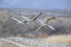 flying Sandhill Cranes