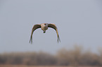 flying Sandhill Crane