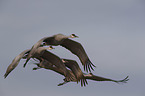 flying Sandhill Cranes