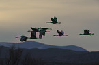 flying Sandhill Cranes