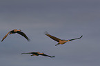 flying Sandhill Cranes