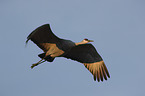 flying Sandhill Crane