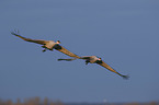 flying Sandhill Cranes