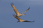 flying Sandhill Cranes