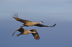 flying Sandhill Cranes