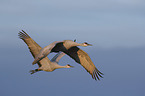 flying Sandhill Cranes