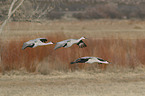 flying Sandhill Cranes