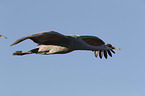 flying Sandhill Crane
