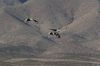 flying Sandhill Cranes