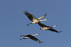 flying Sandhill Cranes