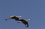 flying Sandhill Cranes