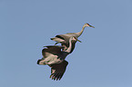 flying Sandhill Cranes