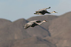 flying Sandhill Cranes