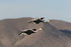 flying Sandhill Cranes