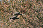 flying Sandhill Cranes