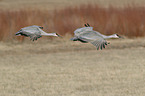 flying Sandhill Cranes