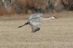 flying Sandhill Crane