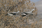 flying Sandhill Cranes