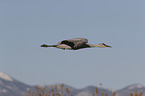 flying Sandhill Crane