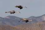 flying Sandhill Cranes