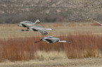 flying Sandhill Cranes