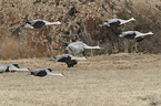 flying Sandhill Cranes