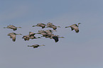 flying Sandhill Cranes