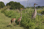 sandhill cranes