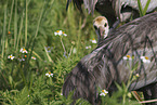 sandhill cranes