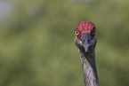 sandhill crane