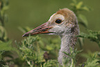 sandhill crane