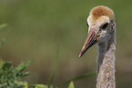 sandhill crane